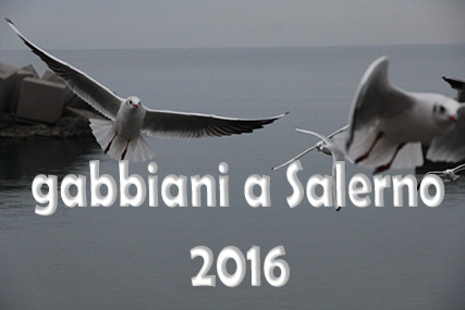 Gabbiani a Salerno 2016