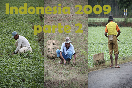 Indonesia 2009 Parte 2